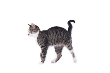 kedi izole bir beyaz arka plan üzerinde çalış