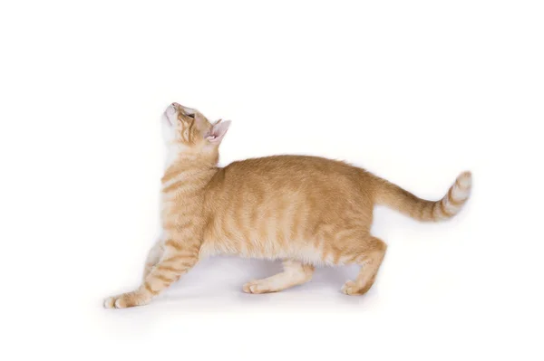 Cat plays on a white background isolated — Stock Photo, Image