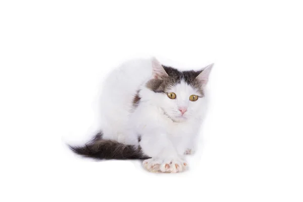 Cat plays on a white background isolated — Stock Photo, Image