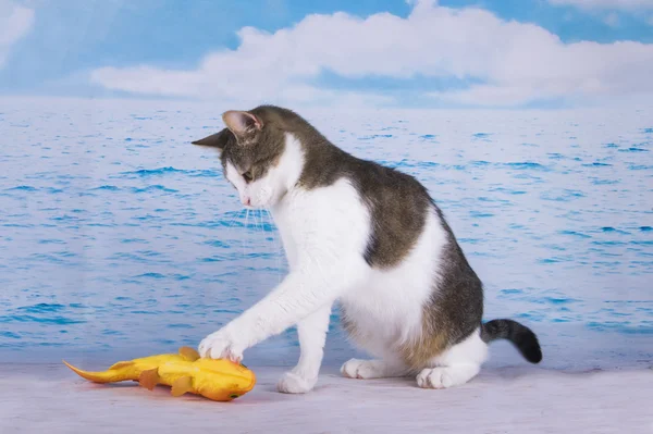 Cat caught a goldfish in the sea — Stock Photo, Image