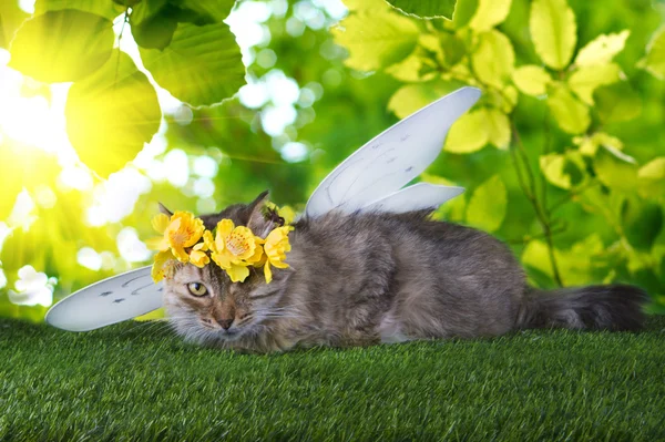 Cat Invalides em cores de primavera jogando na grama — Fotografia de Stock