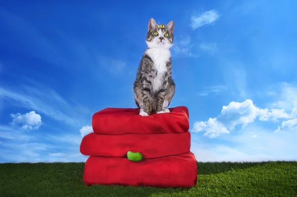 Gato vestido como una princesa en la pluma — Foto de Stock