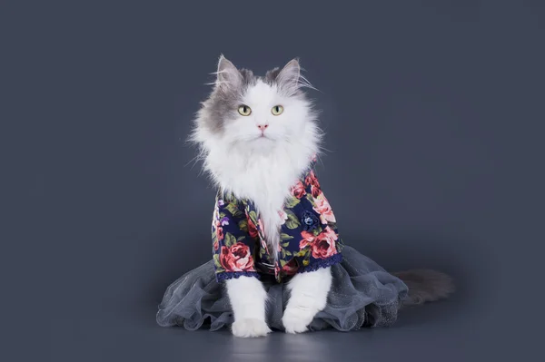 猫デザイナー服の彼のコレクションを提示します。 — ストック写真