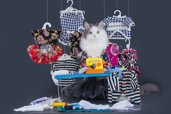 Кот-дизайнер представляє свою колекцію одягу — стокове фото