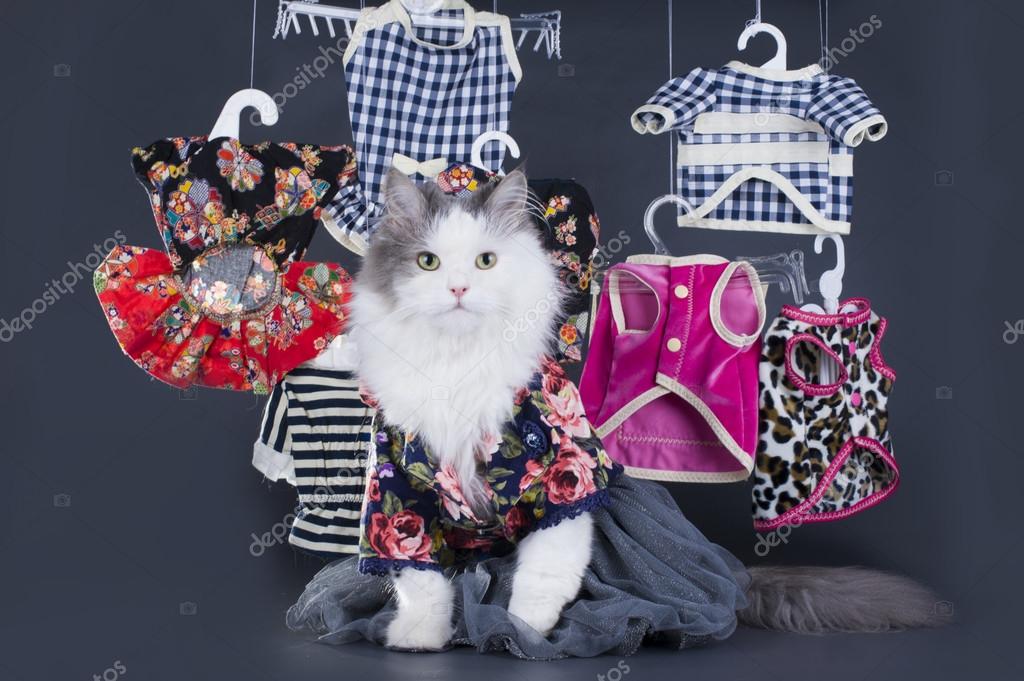 Cat-designer presents his collection of clothes Stock Photo by ©kuban_girl  85514026