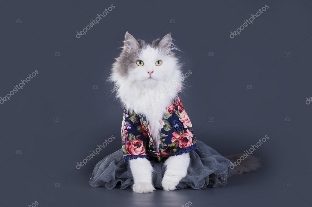 Cat-designer presents his collection of clothes Stock Photo by ©kuban_girl  85514160