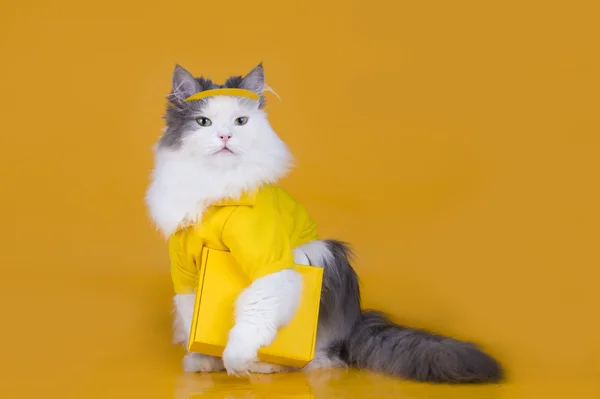 Кошка работает курьером на желтом изолированном фоне — стоковое фото