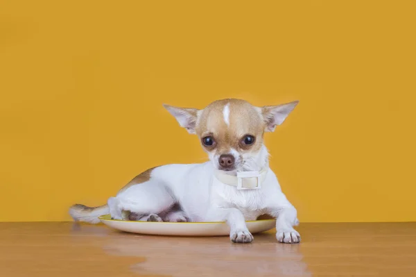 Hongerige kat wil om te eten een kleine hond — Stockfoto