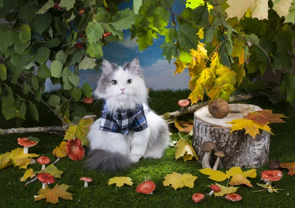 Cogumelos de gato na floresta — Fotografia de Stock