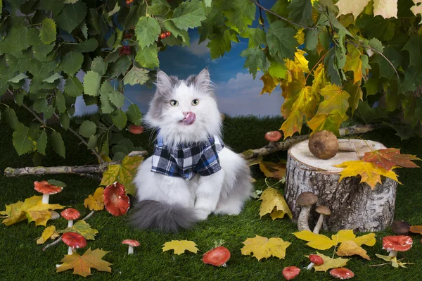 Kattesopp i skogen – stockfoto