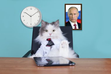 kedi büyük patron ofiste