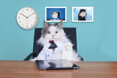 kedi büyük patron ofiste