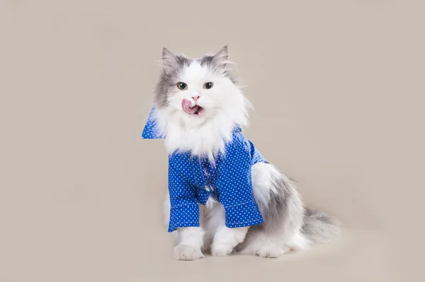 Kat in een shirt met een badge van sociaal netwerk — Stockfoto