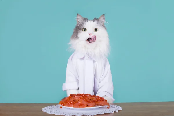 Smakelijke verrassing voor de kat — Stockfoto