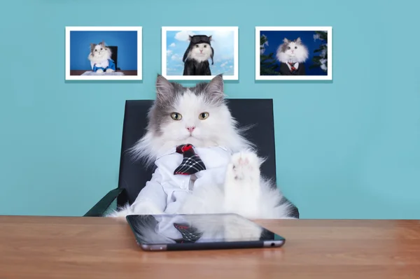 Kedi büyük patron ofiste — Stok fotoğraf