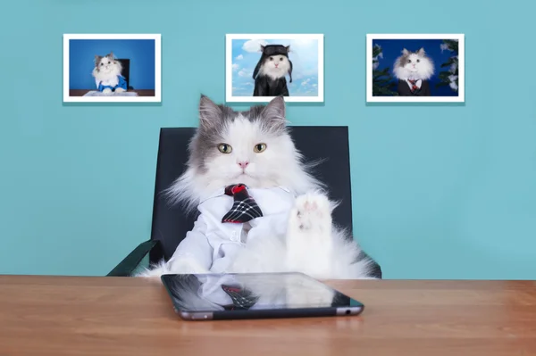 Gato gran jefe en la oficina — Foto de Stock