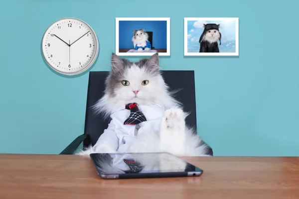 Gato gran jefe en la oficina — Foto de Stock