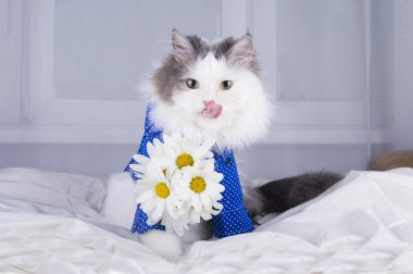 Papatya sabah bir buket ile kedi sahibi uyanır