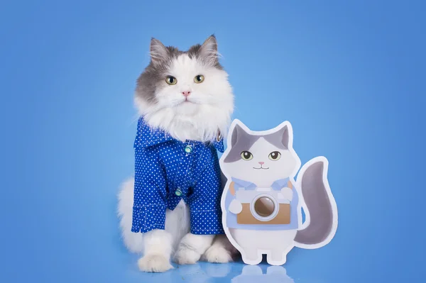Кіт у розумній сорочці і його подвійний на синьому ізольованому фоні — стокове фото