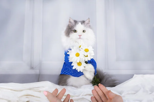 Papatya sabah bir buket ile kedi sahibi uyanır — Stok fotoğraf