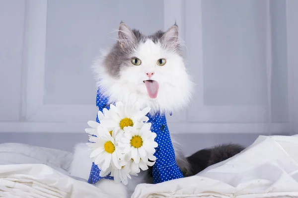 Papatya sabah bir buket ile kedi sahibi uyanır — Stok fotoğraf