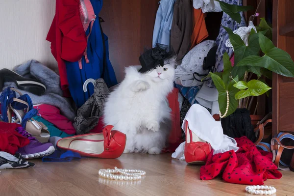 Gato à procura de coisas no guarda-roupa amante — Fotografia de Stock