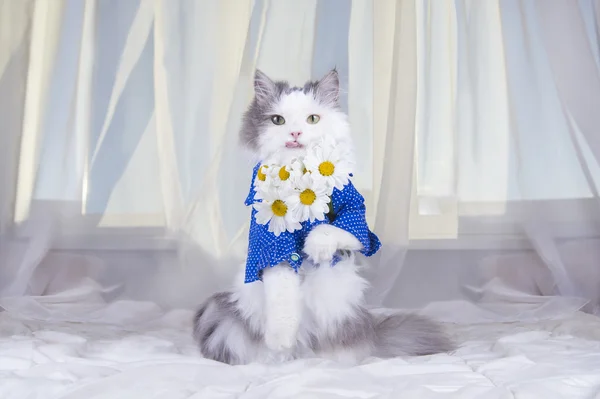 Cat with a bouquet of daisies in the morning wakes owner — Stock Photo, Image