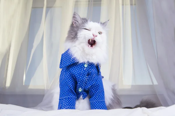 Cat with a bouquet of daisies in the morning wakes owner — Stock Photo, Image