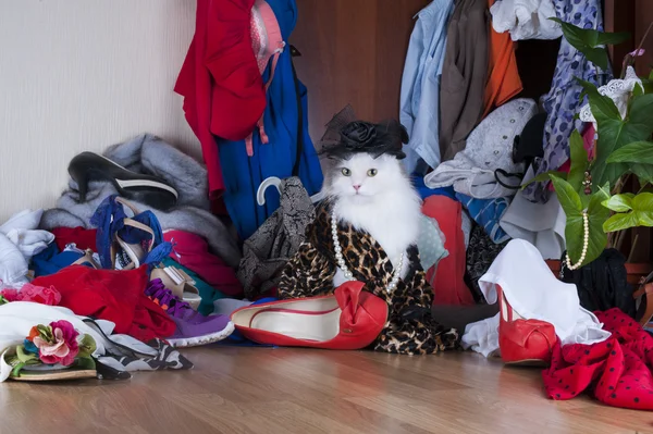 Gato à procura de coisas no guarda-roupa amante — Fotografia de Stock