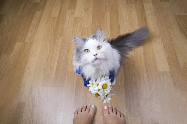 Gato com um buquê de margaridas na manhã acorda proprietário — Fotografia de Stock