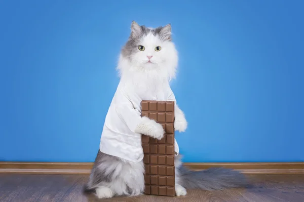 Cat loves to eat chocolate — Stock Photo, Image