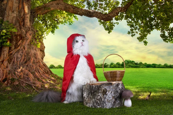 Gato en traje una gorra roja descansando en el muñón — Foto de Stock