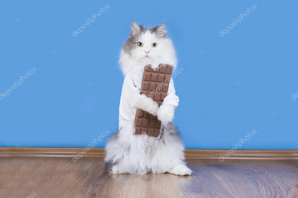 Feline Cat Ate Chocolate Is It Safe For Cats To Eat Chocolate What