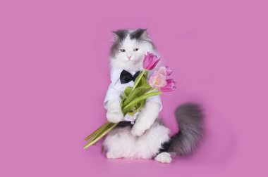 kedi bir buket Pembe Laleler