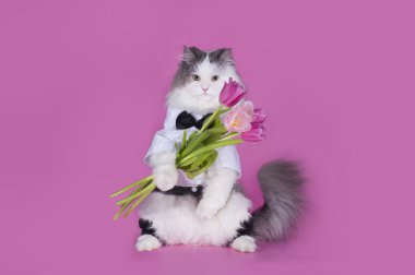 kedi bir buket Pembe Laleler