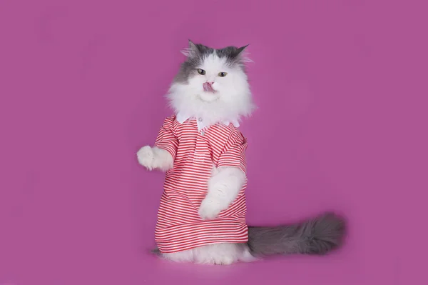 Γάτα στα πίσω πόδια σε ροζ φόντο — Φωτογραφία Αρχείου