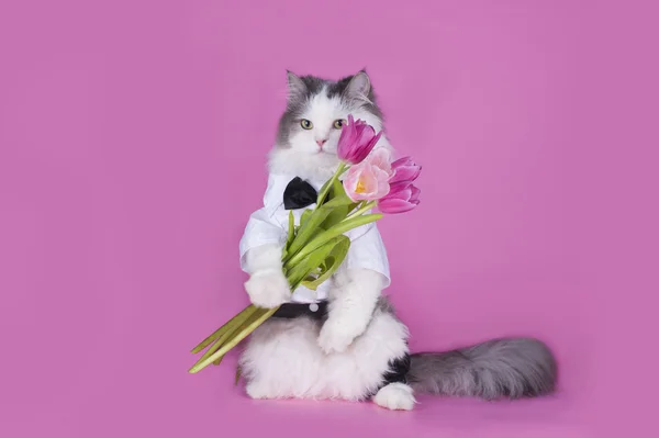 Katt med en bukett med rosa tulpaner — Stockfoto