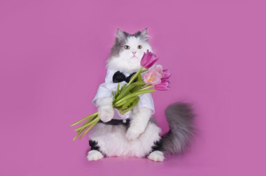 kedi bir buket Pembe Laleler