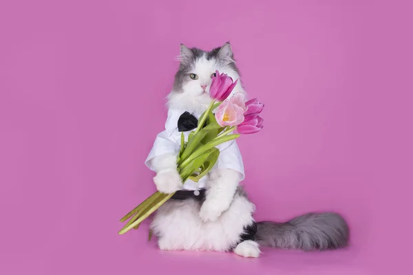 Kat met een boeket van roze tulpen — Stockfoto