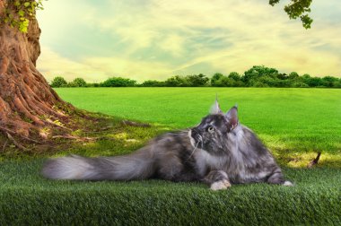 Maine Coon cat hunts summer day clipart