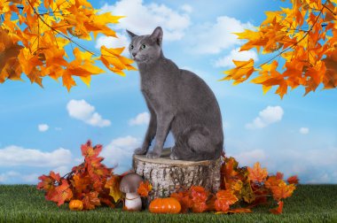 Russian blue cat is walking on the grass clipart
