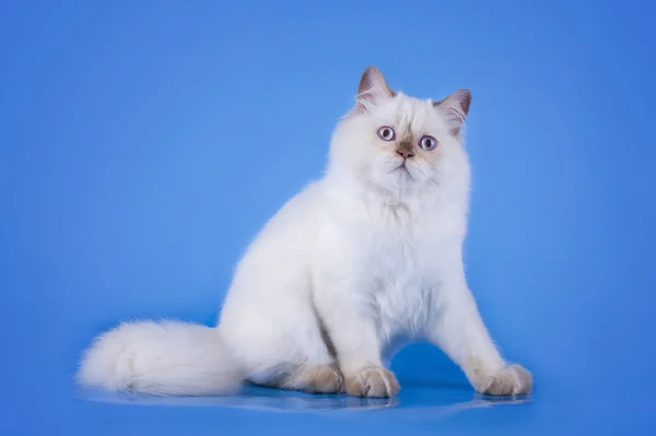 Γάτα σε μπλε φόντο απομονωμένες — Φωτογραφία Αρχείου