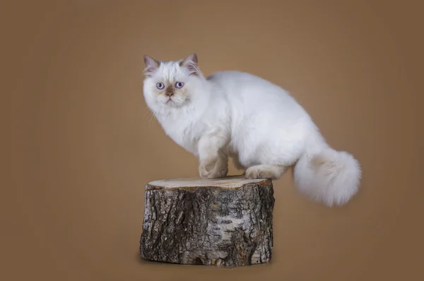 Gato em um fundo leve isolado — Fotografia de Stock