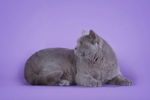 Cat on violet background isolated — Stock Photo, Image