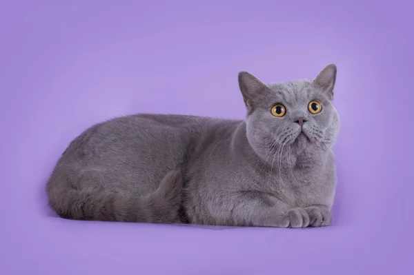 Chat sur fond violet isolé — Photo