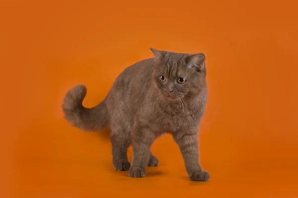 Gato britânico em um fundo laranja isolado — Fotografia de Stock