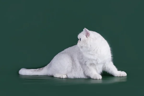 Skót macska egy zöld háttér elszigetelt — Stock Fotó