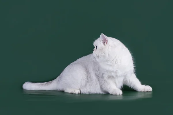 Gato escocés sobre fondo verde aislado —  Fotos de Stock