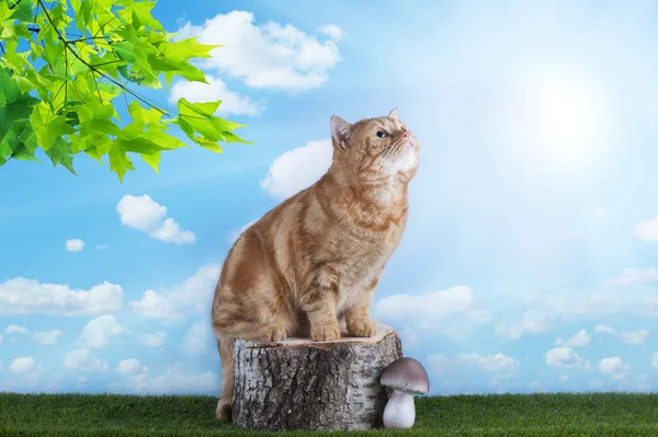 Rode kat spelen op gras — Stockfoto