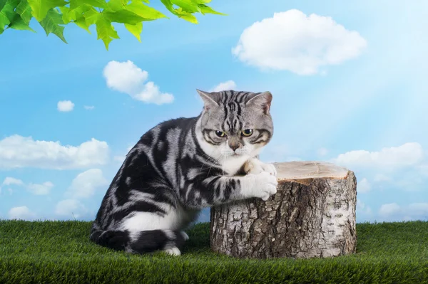Kat spelen op gras serene dag — Stockfoto